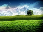 Árbol solitario en un prado verde