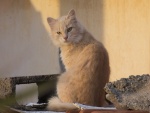 Un bonito gato callejero