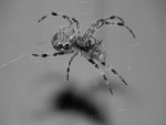 Araña en blanco y negro