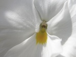 Pétalos blancos de una flor