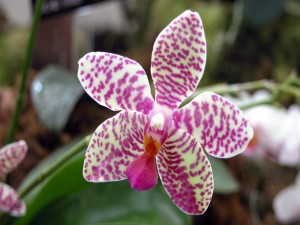 Orquídea con bellos colores
