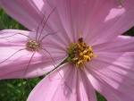 Araña en una flor rosa