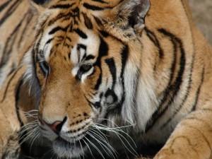 Postal: Hermoso tigre