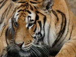 Hermoso tigre