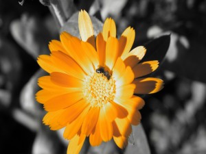 Flor naranja y una abeja