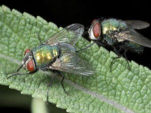 Postal: Dos moscas sobre una hoja verde