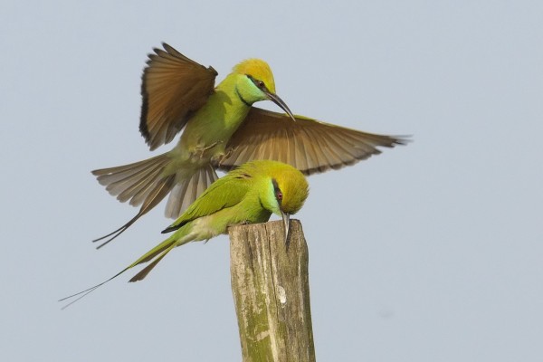 Pájaros verdes sobre un palo