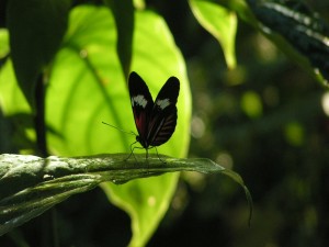 Mariposa en la sombra