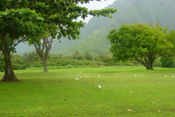 Pájaros blancos en la hierba