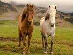 Dos caballos en una granja de Islandia