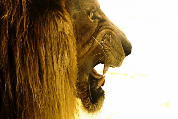 Gran cabeza de león