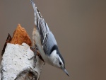 Pájaro sobre un tronco de árbol