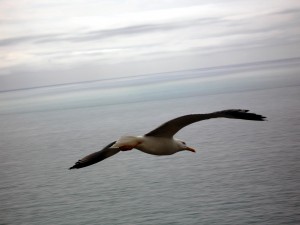 Gaviota volando sobre el mar