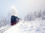 Tren atravesando pinos nevados