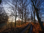 Camino en el campo rodeado de árboles sin hojas
