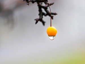 Gota de agua cayendo de un fruto naranja