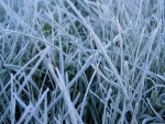 Hierba helada en un día de invierno
