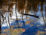 Palos y hojas en la superficie del agua