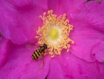 Abeja brillante en una flor rosa