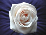 Una rosa blanca