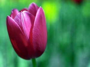 Un tulipán solitario
