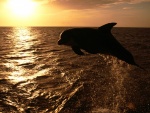 Delfín saltando al atardecer