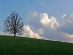 Un árbol en la colina