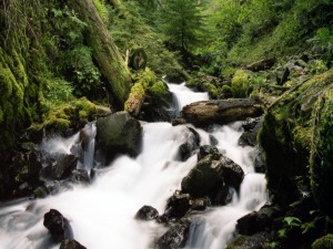 Postal: La fuerza del río en el bosque