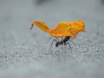 Hormiga cargando un pétalo de flor