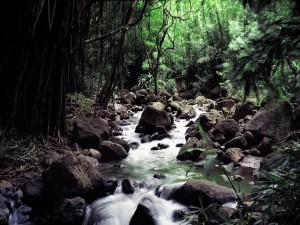 Río oculto entre la vegetación