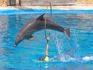 Delfín saltando por el aro