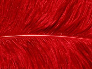 Una pluma roja