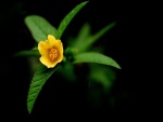 Florecilla amarilla