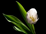 Un tulipán en la oscuridad