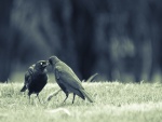 Amor entre dos pájaros