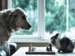 Un perro y un conejo jugando al ajedrez