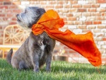 Un perrito con una bufanda naranja