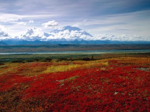 Postal: Parque nacional y reserva Denali, Alaska