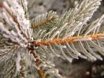 Nieve en las agujas de un pino