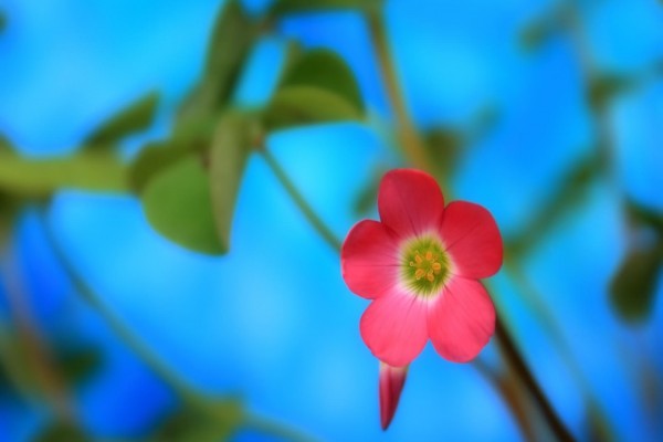 Florecilla rosa