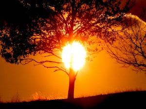 Un árbol y el sol