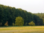 Pequeños árboles en la pradera