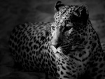 Leopardo en blanco y negro