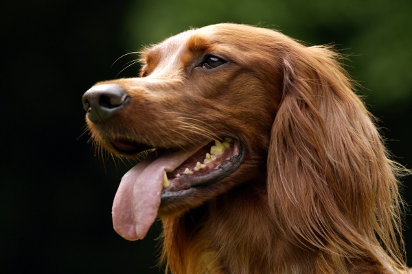 Los dientes y la lengua del perro