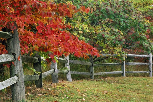 Árboles junto a la valla de madera