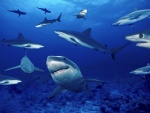 Reunión de tiburones