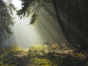 Luz en el interior del bosque