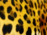 Manchas de jaguar