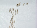 Grupo de alces en la nieve