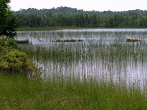 Hierba verde en el agua